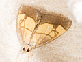 Evergestis limbata